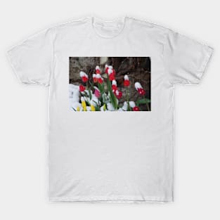 Tulips and April Snow T-Shirt